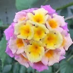 公寓 Alma Calorosa Garden