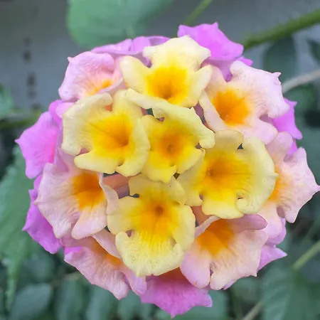 Daire Alma Calorosa Garden