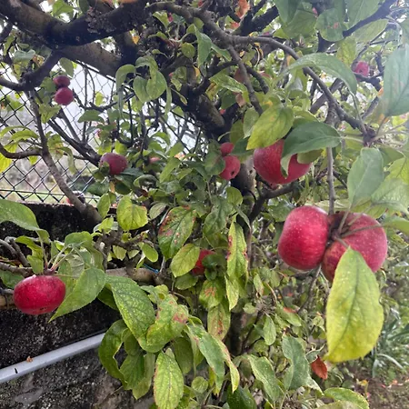 Alma Calorosa Garden *