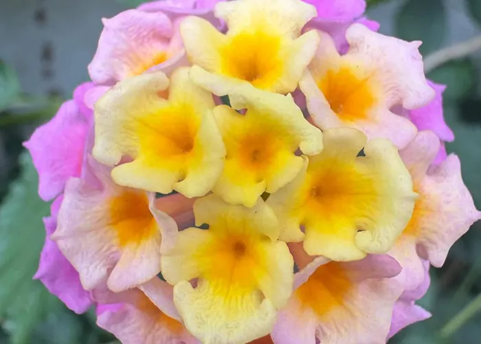 아파트 Alma Calorosa Garden