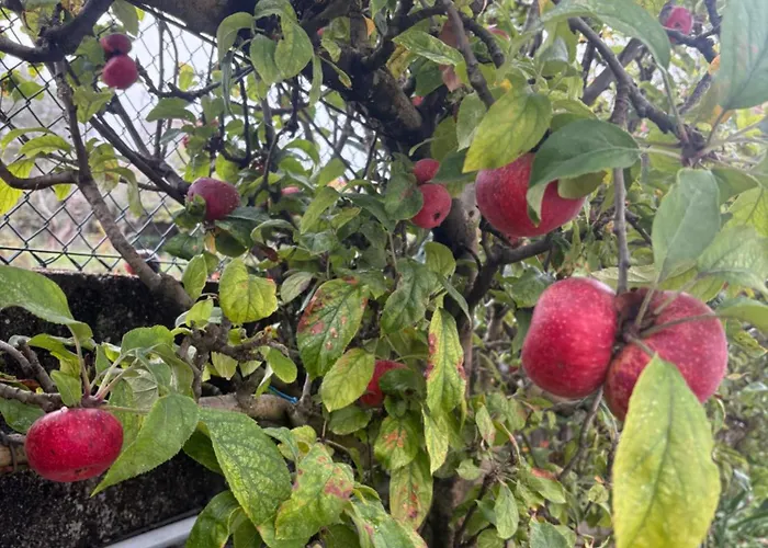 Alma Calorosa Garden *